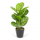 Plantă artificială decorativă - Frunză de zebră verde - 34 x 9 cm