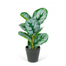 Plantă artificială decorativă - Frunză de zebră verde/alb - 34 x 9 cm