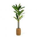 Plantă decorativă artificială Dracaena Fragrans – 1,1–1,2 m, verde