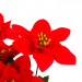 Decor de sărbători - Poinsettia roșie