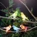 Șir de lumină solară - păsări, clip-on - 80 cm - 5 culori, LED RGB