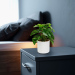 Plantă artificială decorativă - Filodendron verde - 20 x 8 cm