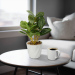 Plantă artificială decorativă - Fittonia - 20 x 9 cm